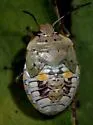 Chinavia marginata - photo 4
