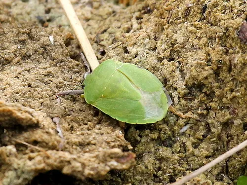 Chinavia pensylvanica