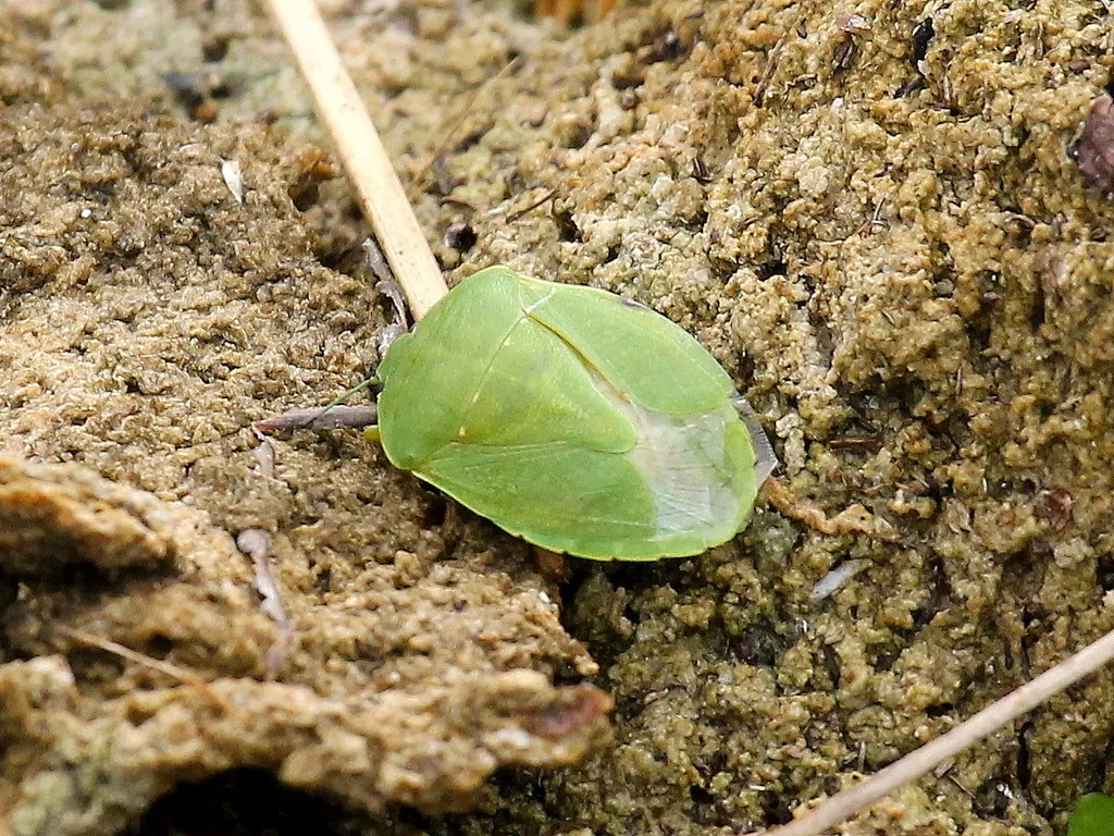 Chinavia pensylvanica - photo 2