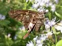 Zilpa Longtail - Hodges#3875