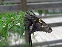 Zilpa Longtail - Hodges#3875 - photo 2