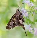 Zilpa Longtail - Hodges#3875 - photo 3
