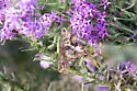 Zilpa Longtail - Hodges#3875 - photo 4