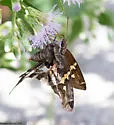 Zilpa Longtail - Hodges#3875 - photo 5