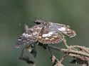 White-patched Skipper - Hodges#3942 - Chiomara georgina