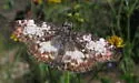 White-patched Skipper - Hodges#3942 - photo 2