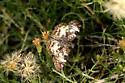 White-patched Skipper - Hodges#3942 - photo 3