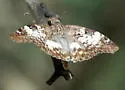 White-patched Skipper - Hodges#3942 - photo 4