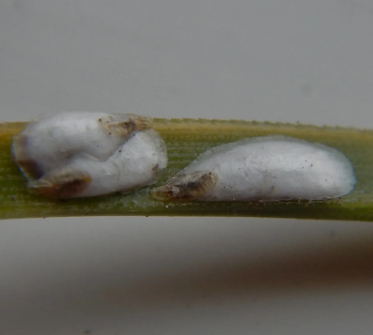pine needle scale - photo 3