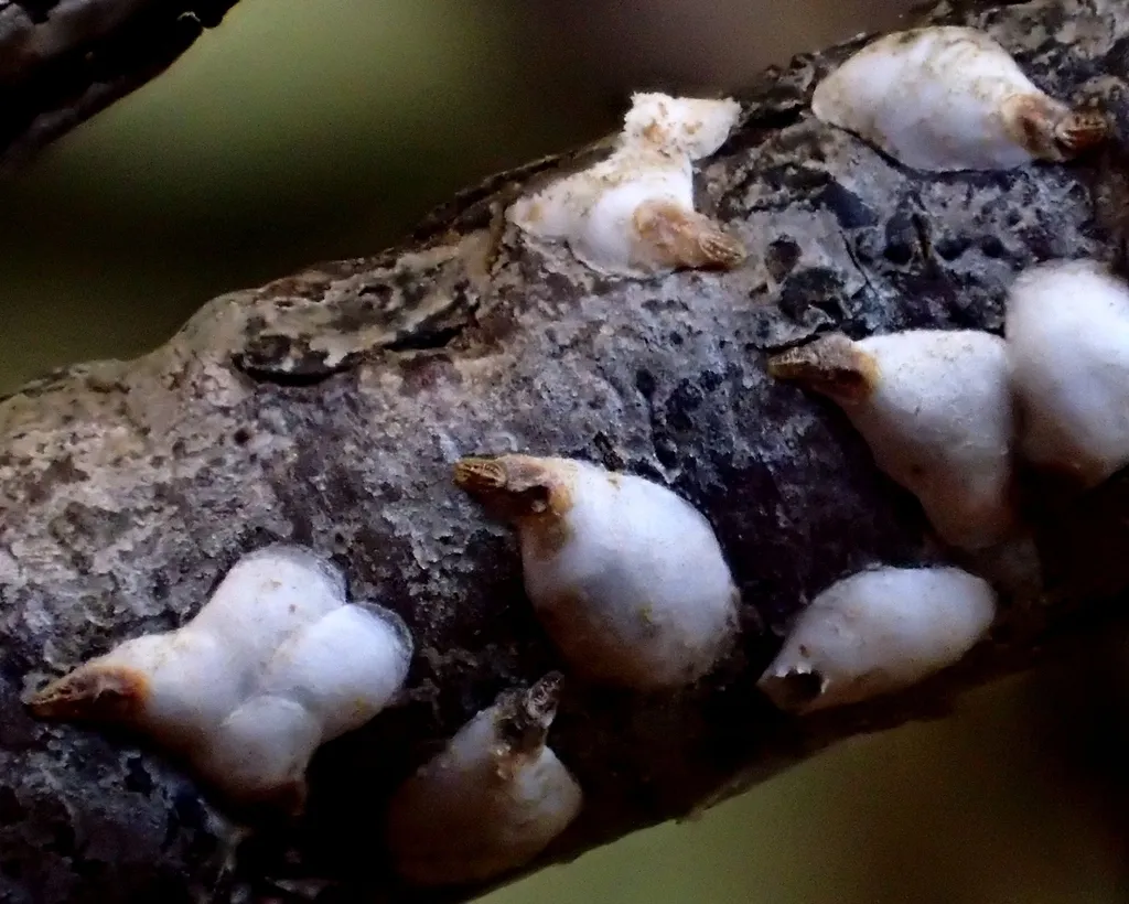 willow scale - photo 2