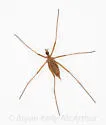 Chionea albertensis - photo 2
