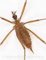 Chionea albertensis - photo 3