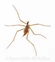 Chionea albertensis - photo 4