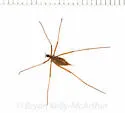 Chionea albertensis - photo 5