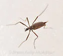 Chionea alexandriana - photo 4