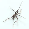 Chionea stoneana