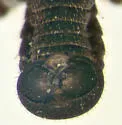 Chionea stoneana - photo 4