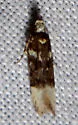 Chionodes abella - Hodges#2055