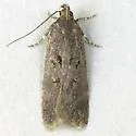 Chionodes abitus - Hodges#2061.2