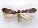 Chionodes abitus - Hodges#2061.2 - photo 4