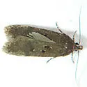 Chionodes abitus - Hodges#2061.2 - photo 5