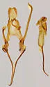 Chionodes acrina - Hodges#2058 - photo 4