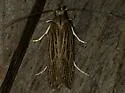 Chionodes arenella - Hodges#2060