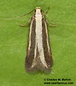 Chionodes aristella - Hodges#2062