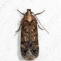Chionodes baro - Hodges#2058.5 - photo 3