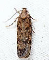 Chionodes baro - Hodges#2058.5 - photo 4