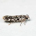 Chionodes bicostomaculella - Hodges#2064 - photo 2
