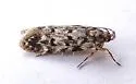 Chionodes bicostomaculella - Hodges#2064 - photo 4