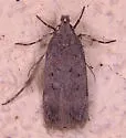 Chionodes braunella - Hodges#2065 - Chionodes braunella