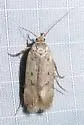 Chionodes braunella - Hodges#2065 - photo 2