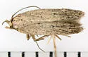 Chionodes canor - Hodges#2094.2 - Chionodes canor