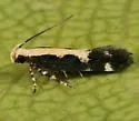 Chionodes dentella - Hodges#2071