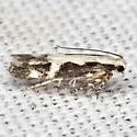 Chionodes dentella - Hodges#2071 - photo 2