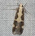 Chionodes dentella - Hodges#2071 - photo 3