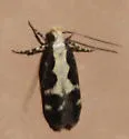 Chionodes dentella - Hodges#2071 - photo 4