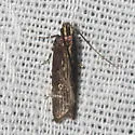 Eyeringed Chionodes Moth - Hodges#2072 - Chionodes discoocellella