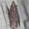 Eyeringed Chionodes Moth - Hodges#2072 - photo 2