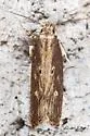 Eyeringed Chionodes Moth - Hodges#2072 - photo 3