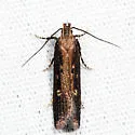 Eyeringed Chionodes Moth - Hodges#2072 - photo 4