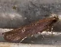 Eyeringed Chionodes Moth - Hodges#2072 - photo 5