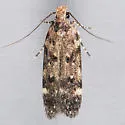 Chionodes emptor - Hodges#2072.3 - photo 2