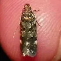Chionodes emptor - Hodges#2072.3 - photo 3