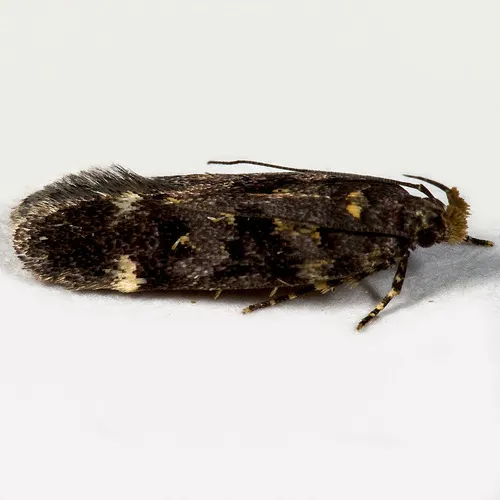 Chionodes formosella - Hodges#2077 - Chionodes formosella
