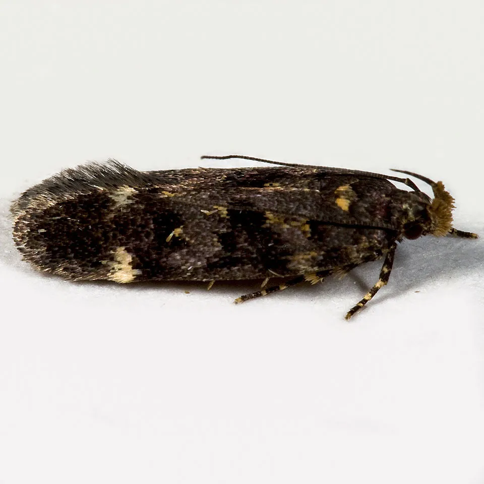 Chionodes formosella - Hodges#2077 - photo 2