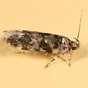 Chionodes fuscomaculella - Hodges#2079