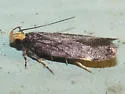 Chionodes hapsus - Hodges#2061.1 - photo 2